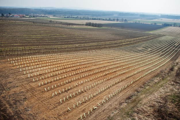 Campos con viñedos a principios de la primavera en el sur de Moravia República Checa