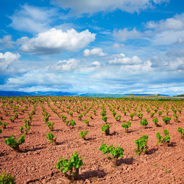 Campos de viñedos de La Rioja en el Camino de Santiago