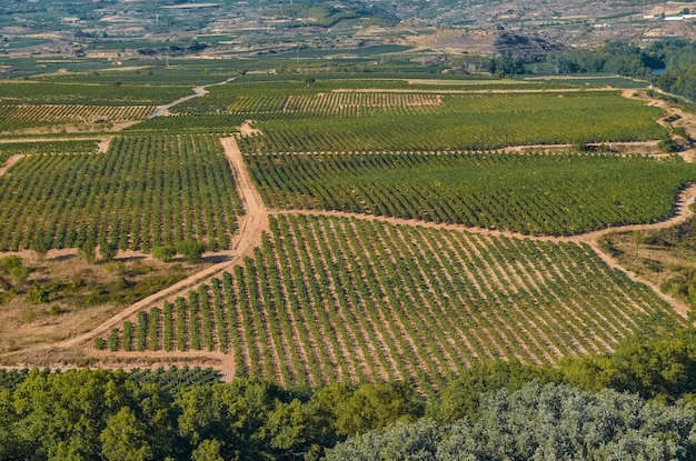 Campos de viñedos verdes y marrones