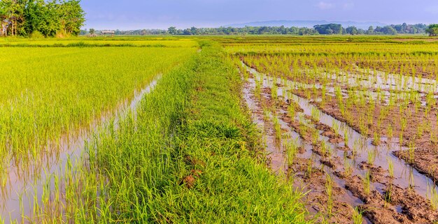 Campos de XARice y plántulas recién plantadas