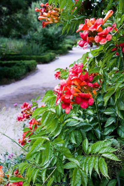 Campsis grandiflora - rote Blumen im Garten