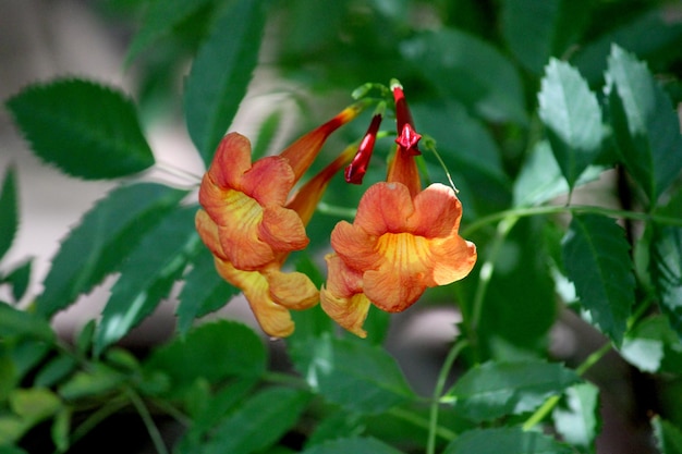 Campsis Radicans flores na planta