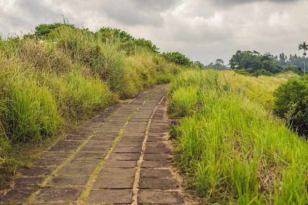 Campuhan Ridge Walk, malerisches grünes Tal in Ubud Bali