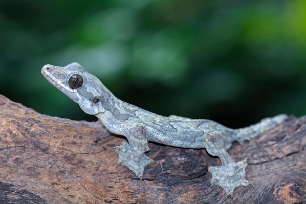 Foto camuflagem de lagartixa voadora em madeira lagartixa voadora fechada na árvore