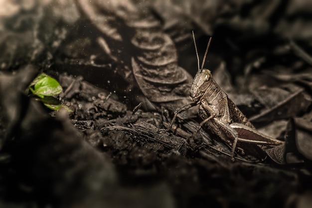 Foto camuflaje de langosta marrón