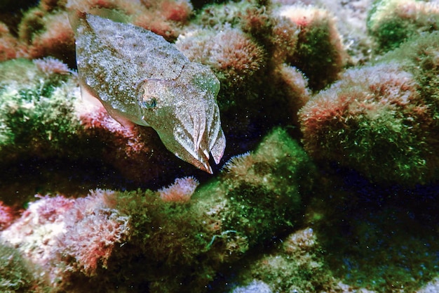 Camuflaje de sepia. Sepia nadando bajo el agua