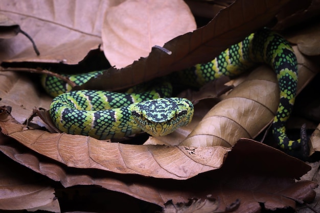 Camuflaje de serpiente Tropidolaemus wagleri en hojas secas