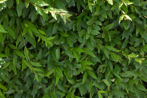 Camurça de folhas verdes no fundo do dia de verão