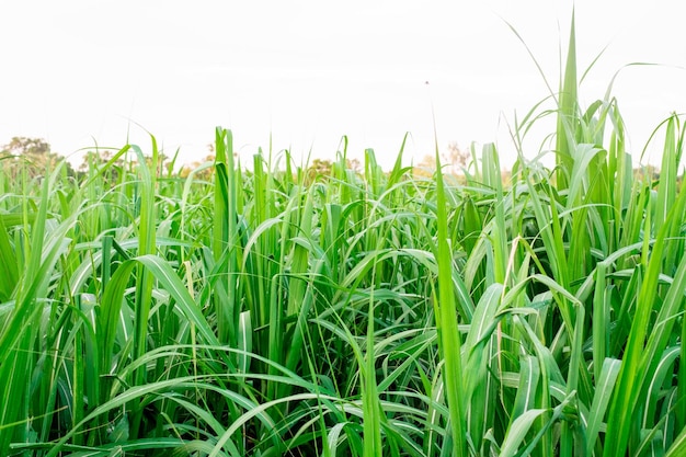 La caña de azúcar en los campos de caña de azúcar en la temporada de lluvias tiene vegetación y frescura Muestra la fertilidad del suelo