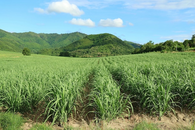 Caña de azúcar en los campos de caña con fondo de montaña. Concepto de naturaleza y agricultura.