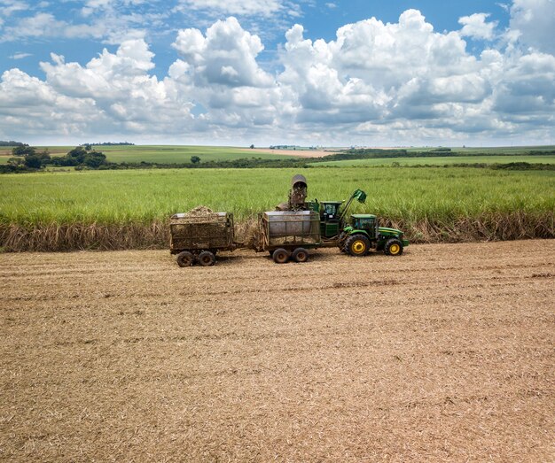 Foto caña de azúcar - máquina cosechadora trabajando en una plantación de campo de caña de azúcar en la superficie del cielo colorido.