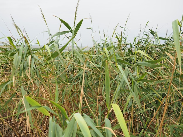 Caña común o caña del sur phragmites australis una hierba perenne alta del género caña flora de