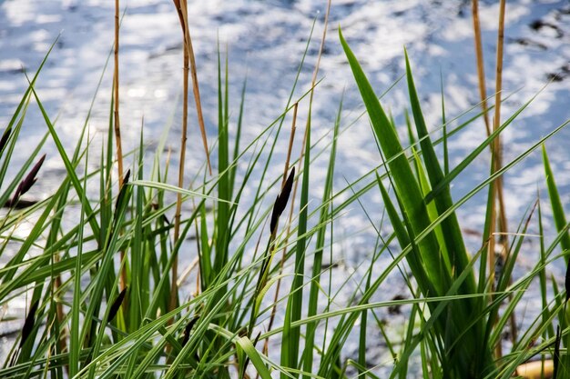 Caña con hojas verdes en el río