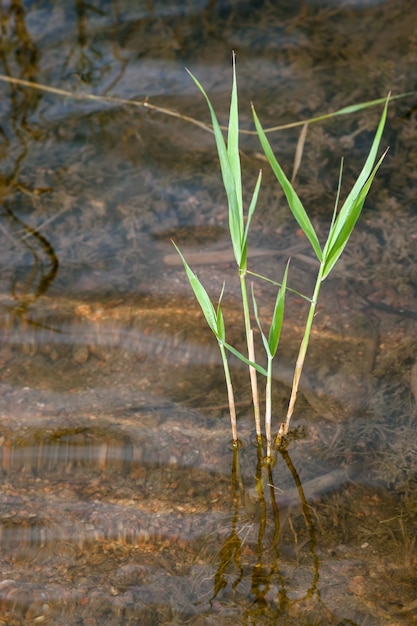 Caña joven en agua muy limpia.