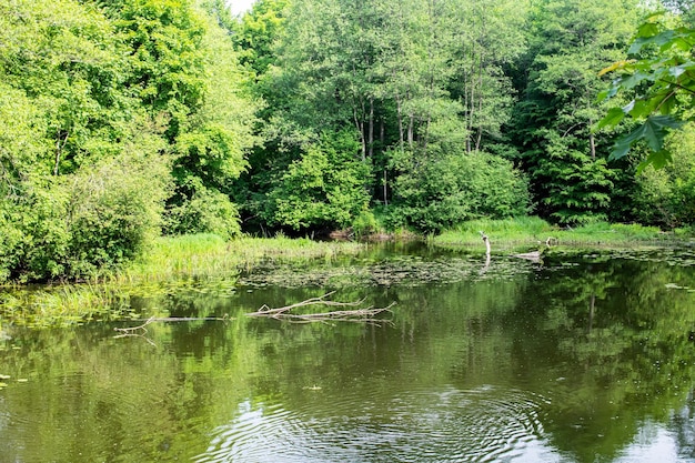 Caña verde en la superficie del pantano en el bosque