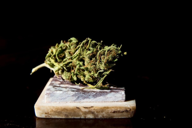 Canabis verde planta aromática maconha medicinal droga vício resina vendas ilegais