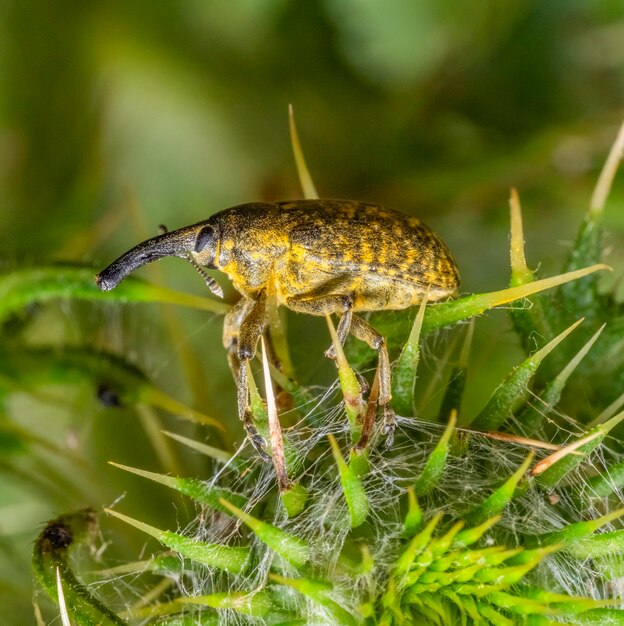 Canadá Cardo Bud Weevil (en inglés)