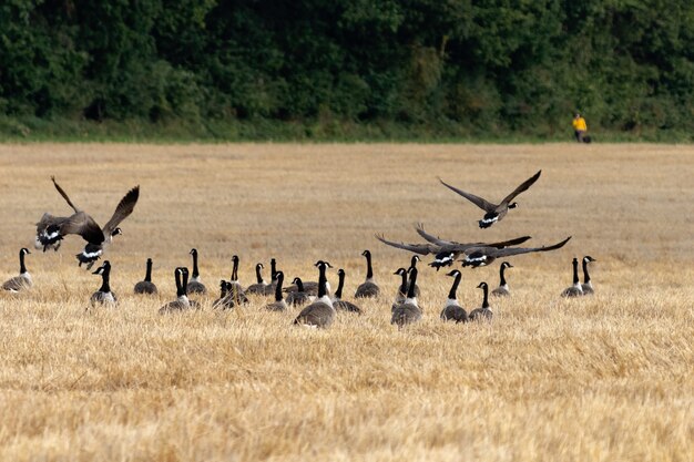 Canadá gansos Branta canadensis en un campo de trigo recién cosechado