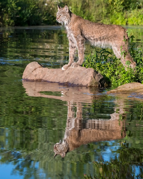 Canada Lynx de pie sobre una roca