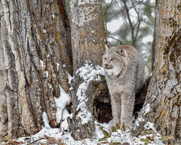 Canada Lynx Sentado entre los árboles