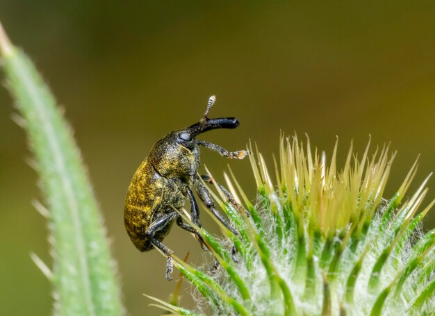 Foto canadá thistle bud weevil