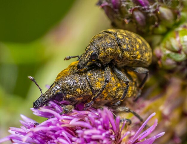 Foto canadá thistle bud weevils