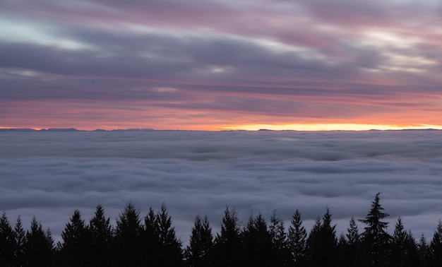 Canadian Nature View de Evergreen Trees em uma montanha acima das nuvens