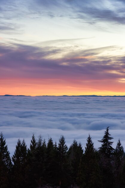 Canadian Nature View de Evergreen Trees em uma montanha acima das nuvens