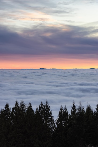 Canadian Nature View de Evergreen Trees em uma montanha acima das nuvens