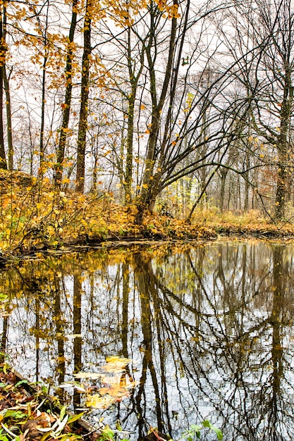 Canal água, através, floresta, em, outono