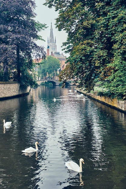 Canal de brujas con cisnes blancos entre árboles centenarios con la iglesia de nuestra señora en el fondo brugge bel ...