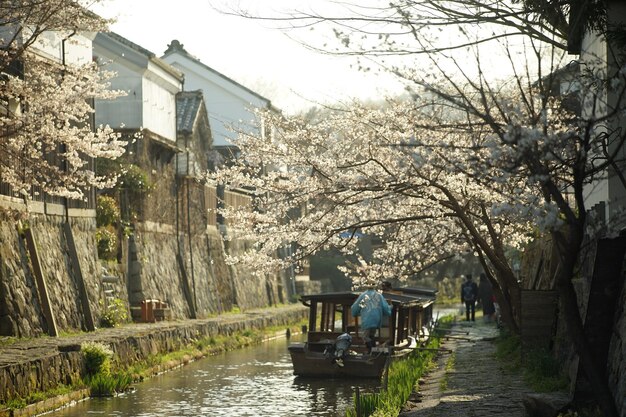 Foto canal de hachiman-bori com flores de cerejeira em plena floração
