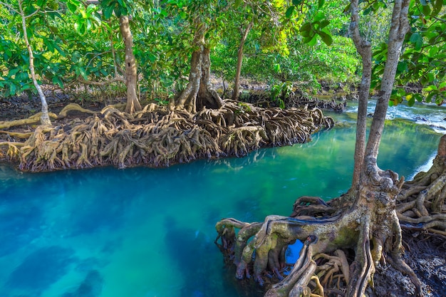 Canal esmeralda cristalino incrível com floresta de mangue