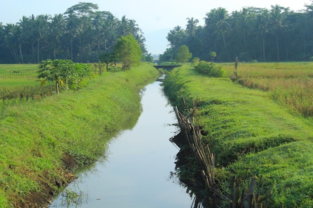 canal de riego de agua a lo largo de las tierras de cultivo con bosque tropical y fondo de cielo azul