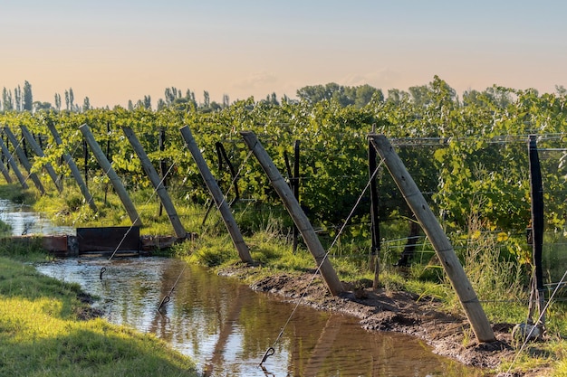 Canal de riego junto a viñedos de uvas finas al atardecer