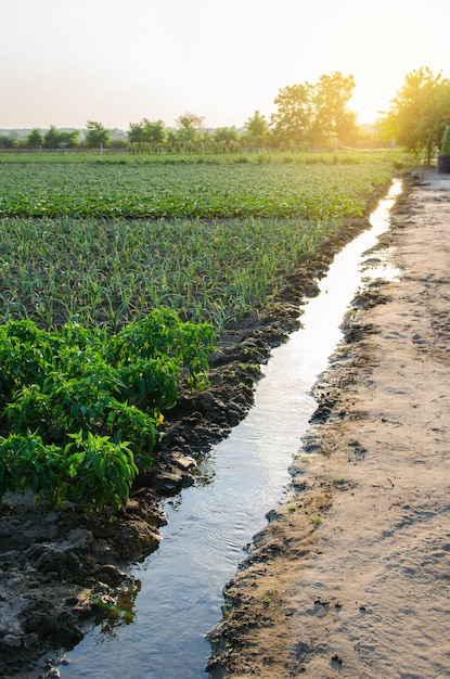 Canal de riego lleno de agua Se suministra agua de un pozo subterráneo para regar una plantación de patatas Agricultura ecológica europea Agricultura y agroindustria Agricultura Humectación