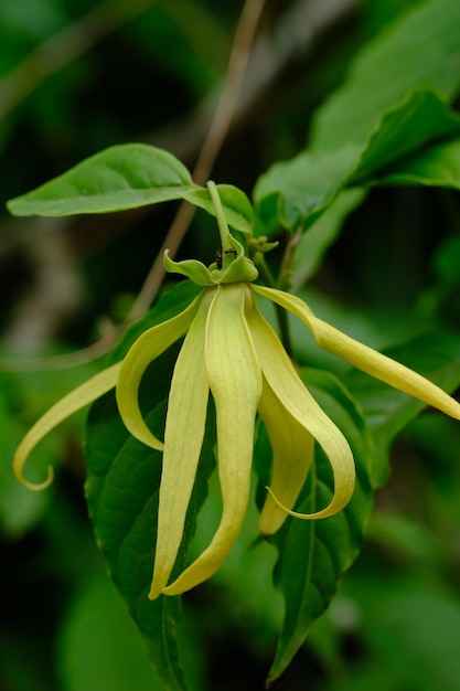 Cananga odorata. closeup de flor de ylang. matéria-prima para a fabricação de óleos essenciais. macro.