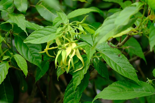 Cananga odorata. closeup de flor de ylang. matéria-prima para a fabricação de óleos essenciais. macro.