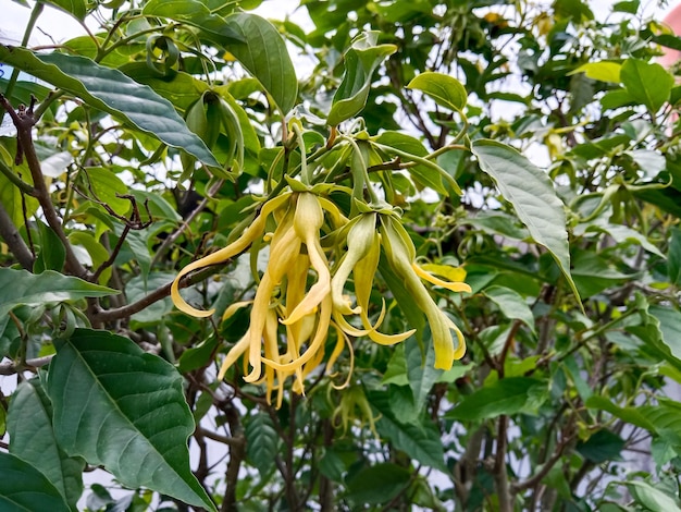 Cananga odorata, conocida como ylang-ylang o árbol de cananga. Flores de ylang-ylang en el árbol.