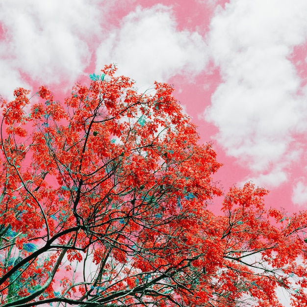 Canarias Bloom. Arte colorido minimalista de la naturaleza