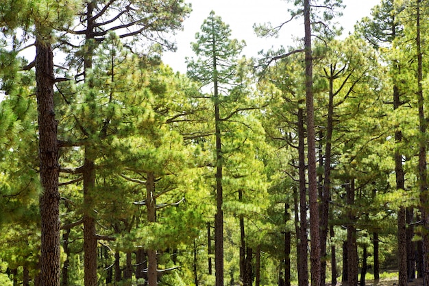 Canárias Pines La Palma em Caldera de Taburiente