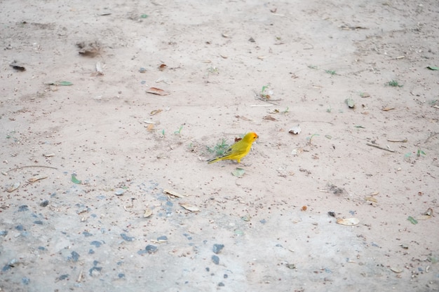 Canário amarelo no jardim procurando comida