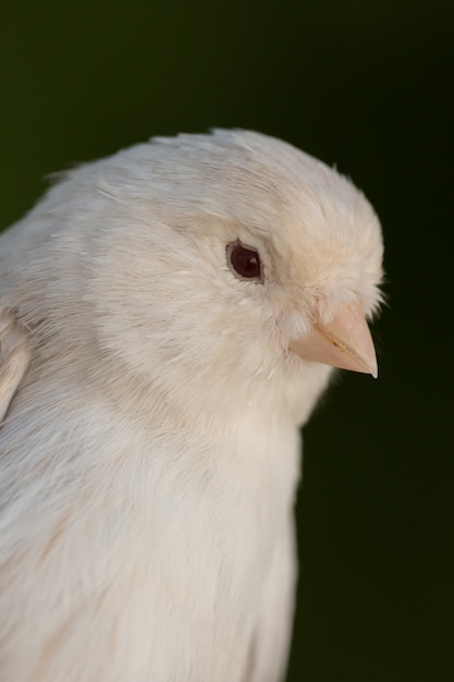 Foto canario blanco hermoso