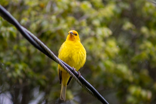 Canario da Terra pássaro da fauna brasileira Em São Paulo SP Belos pássaros amarelos