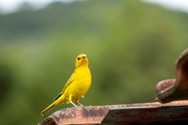 Canario da Terra pássaro da fauna brasileira Em São Paulo SP Belos pássaros amarelos