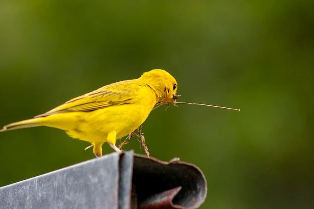 Canario da Terra Vogel der brasilianischen Fauna In Sao Paulo SP Schöner gelber Vogel mit Zweigen im Schnabel