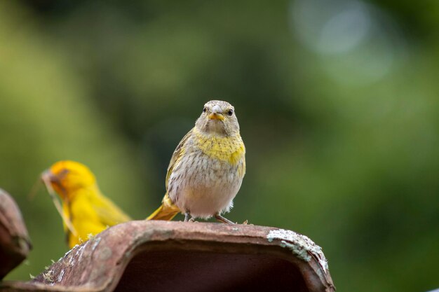 Canario da Terra Vogel der brasilianischen Fauna In Sao Paulo SP Schöner gelber Vogel