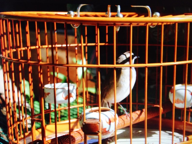 Foto canario en una jaula de metal