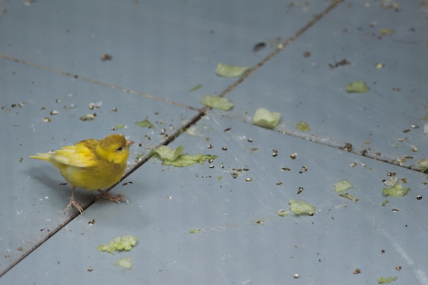 Foto canário pequeno bonito