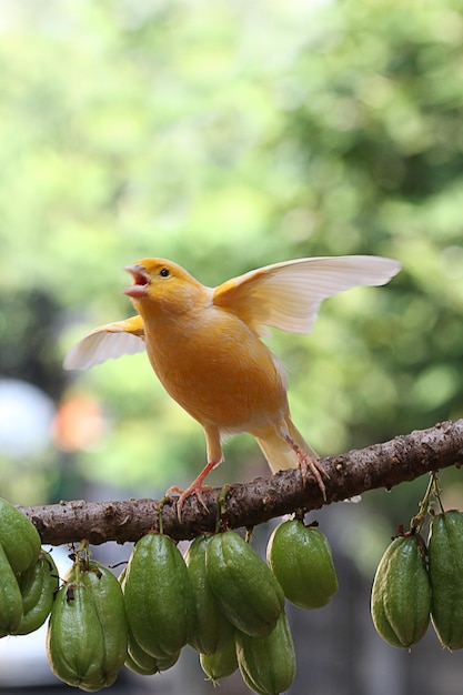 canário sentado em um galhocanário sentado no fundo da natureza